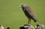 Kwak (Nycticorax nycticorax) 