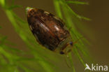 Laccophilus minutus