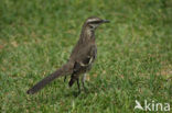 Long-tailed Mockingbird (Mimus longicaudatus)