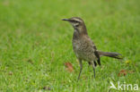 Long-tailed Mockingbird (Mimus longicaudatus)