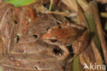 Leptodactylus sp.