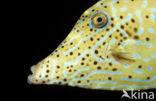 Scrawled Filefish (Aluterus scriptus)