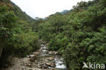 Manu National Park