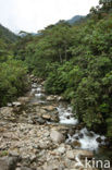 Manu National Park