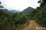 Manu National Park