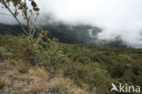 Manu National Park