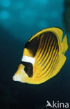 Masker koraalvlinder (Chaetodon fasciatus)