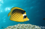 Masker koraalvlinder (Chaetodon fasciatus)