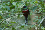 Maskertrogon (Trogon personatus)