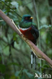 Maskertrogon (Trogon personatus)