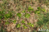 Hawthorn (Crataegus )