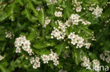 Hawthorn (Crataegus )