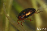 Moeraswaterroofkevertje (Hydroporus palustris)