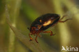 Hydroporus palustris