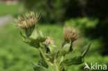Cabbage Thistle (Cirsium oleraceum)