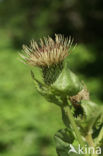Cabbage Thistle (Cirsium oleraceum)
