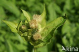 Cabbage Thistle (Cirsium oleraceum)