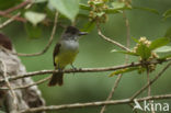 Dusky-capped Flycatcher (Myiarchus tuberculifer)