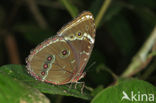 Morpho helenor