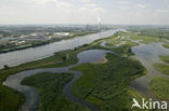 Nationaal Park de Biesbosch