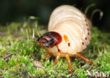 Neushoornkever (Oryctes nasicornis)