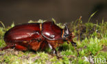 Neushoornkever (Oryctes nasicornis)