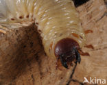 Rhinoceros Beetle (Oryctes nasicornis)