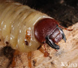 Rhinoceros Beetle (Oryctes nasicornis)