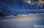 Northern Elephant seal (Mirounga angustirostris)