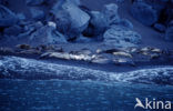Northern Elephant seal (Mirounga angustirostris)