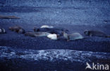 Northern Elephant seal (Mirounga angustirostris)