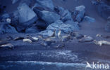 Noordelijke zeeolifant (Mirounga angustirostris)