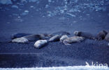 Northern Elephant seal (Mirounga angustirostris)