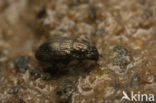 Ochthebius dilatatus