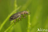 Hydrochus angustatus