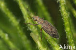 Hydrochus angustatus