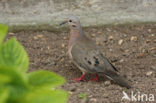 Eared Dove (Zenaida auriculata)