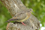 Eared Dove (Zenaida auriculata)