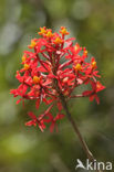 Orchidee (Epidendrum sp.)