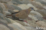 West Peruvian Dove (Zenaida meloda)