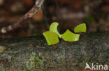 Leaf-cutter ant (Atta sexdens)