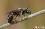 Parkbronsgroefbij (Halictus tumulorum)