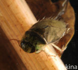 Waterbug (Ilyocoris cimicoides)