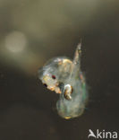 Pluimmug (Chaoborus sp.)
