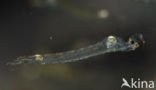 Pluimmug (Chaoborus sp.)