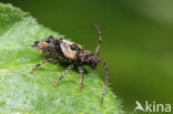 Pogonocherus hispidus