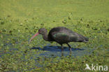 Puna Ibis (Plegadis ridgwayi)