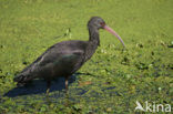 Puna Ibis (Plegadis ridgwayi)