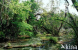 Rainbow Springs State Park