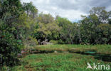 Rainbow Springs State Park